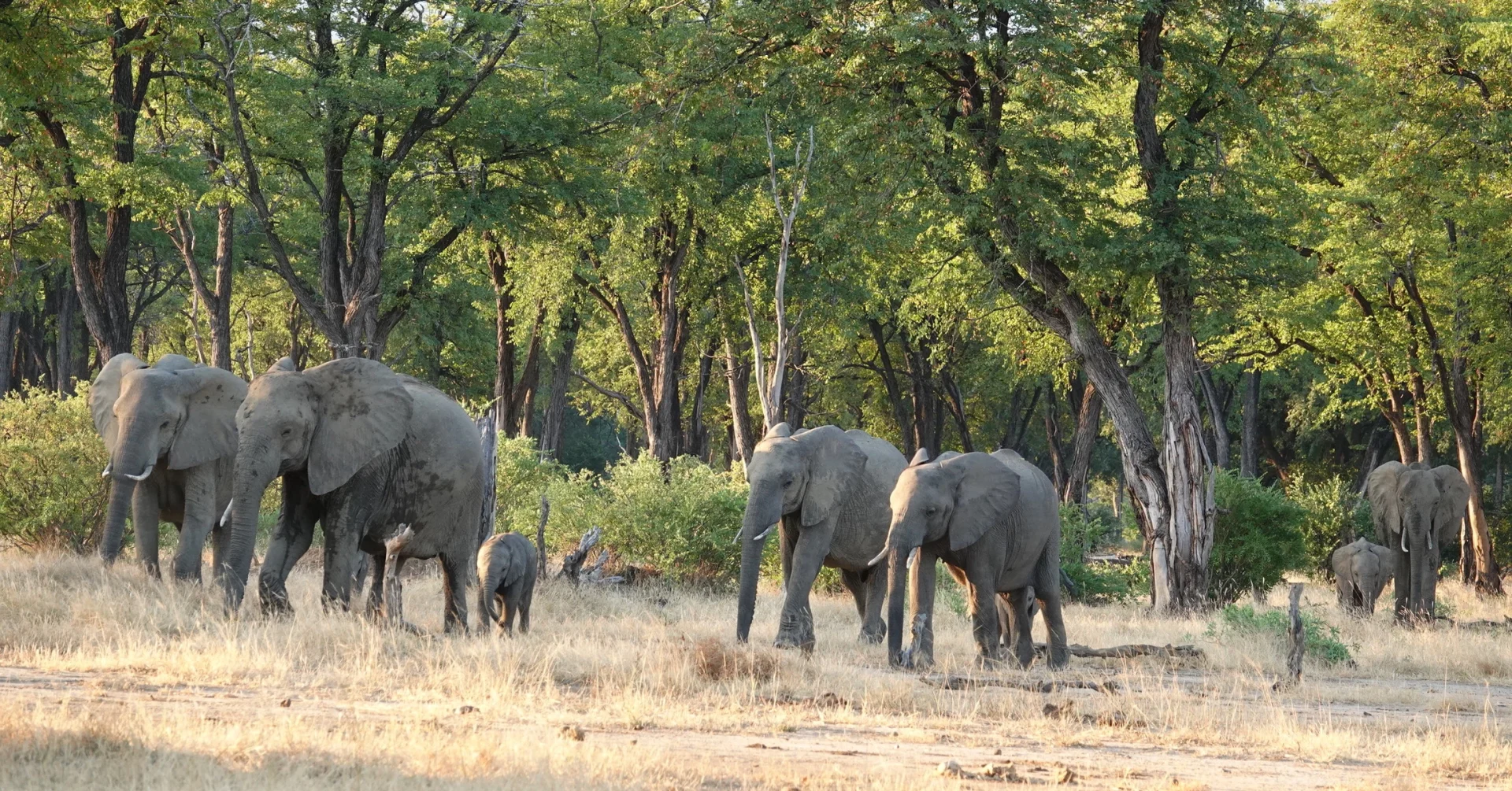 Discovering the Wonders of Zimbabwe on a Two-Week Safari